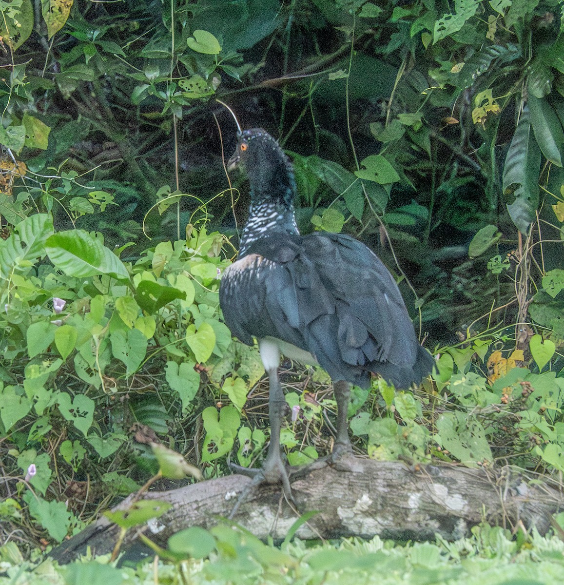 Horned Screamer - ML641668183