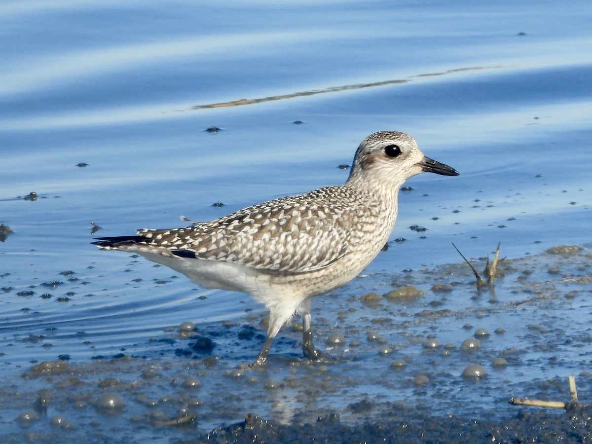 Black-bellied Plover - ML641668236