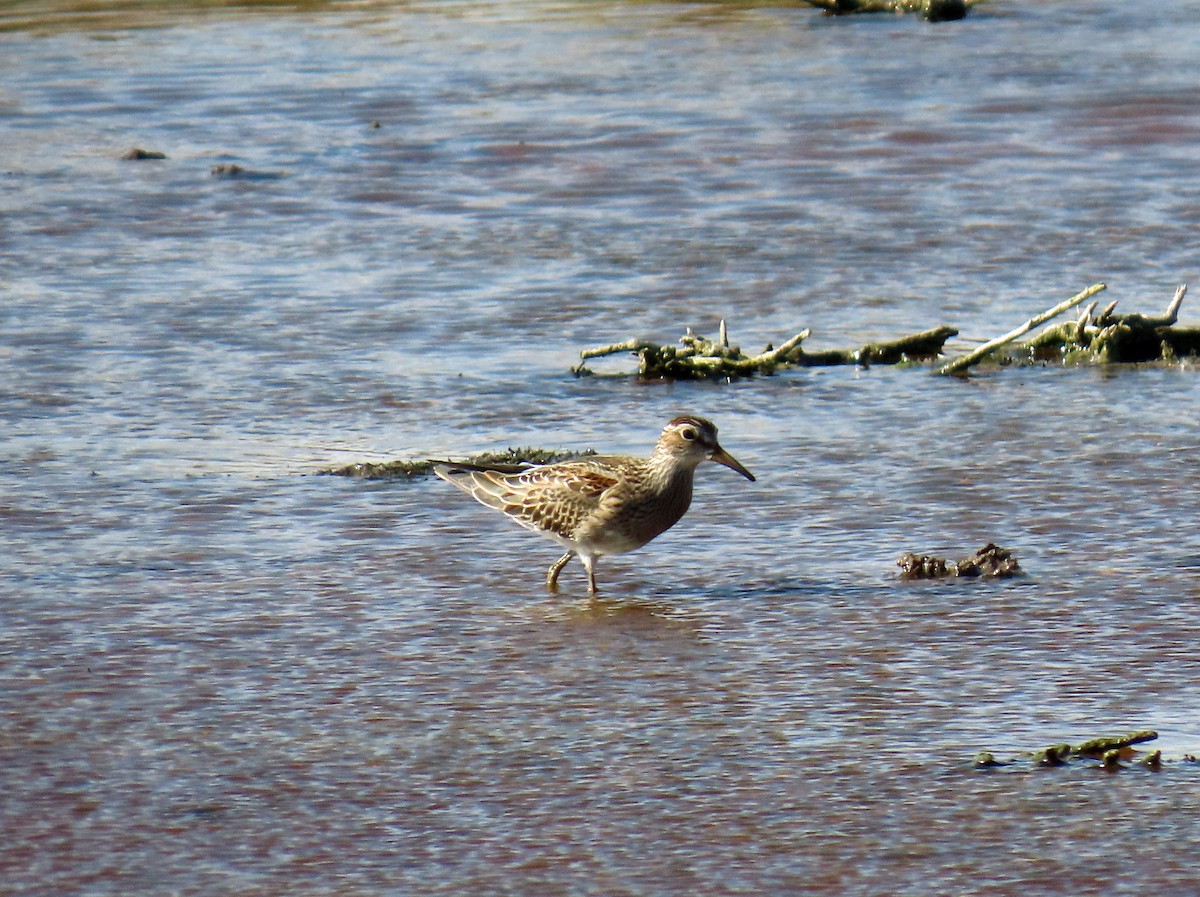 Pectoral Sandpiper - ML641668261