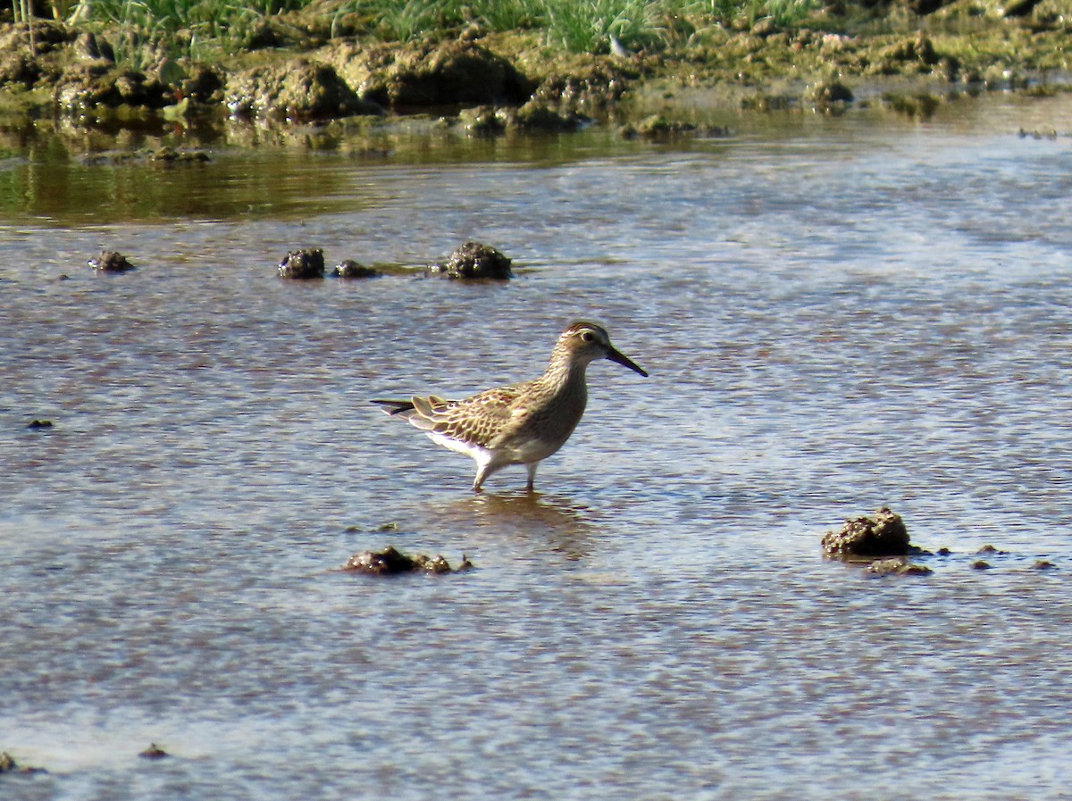 Pectoral Sandpiper - ML641668262