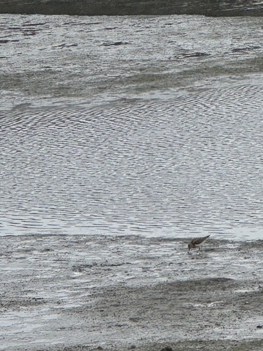 Pectoral Sandpiper - ML641668267