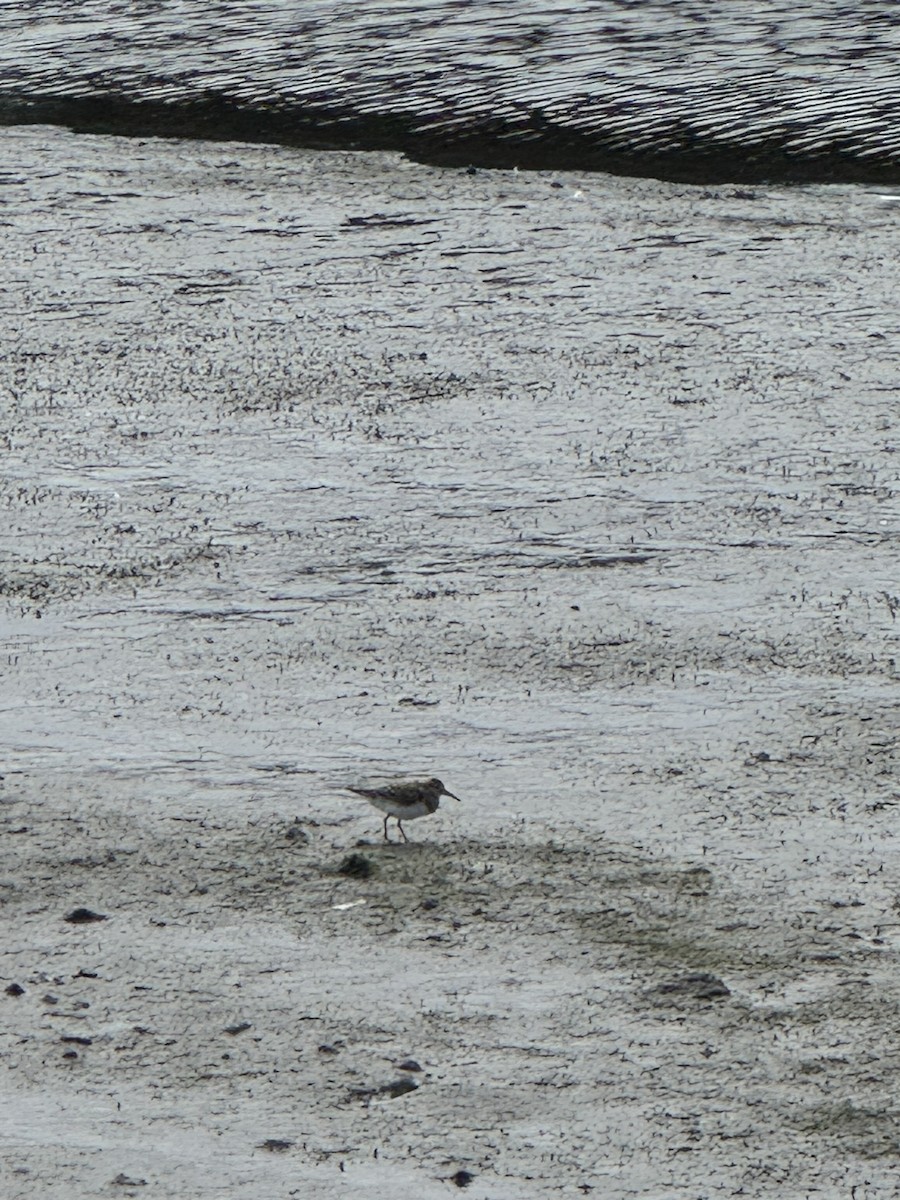 Pectoral Sandpiper - ML641668268