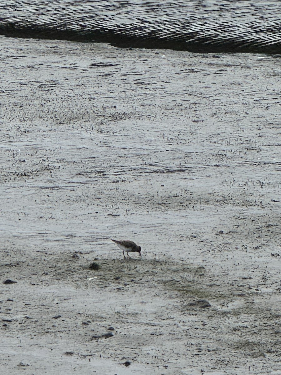 Pectoral Sandpiper - ML641668269