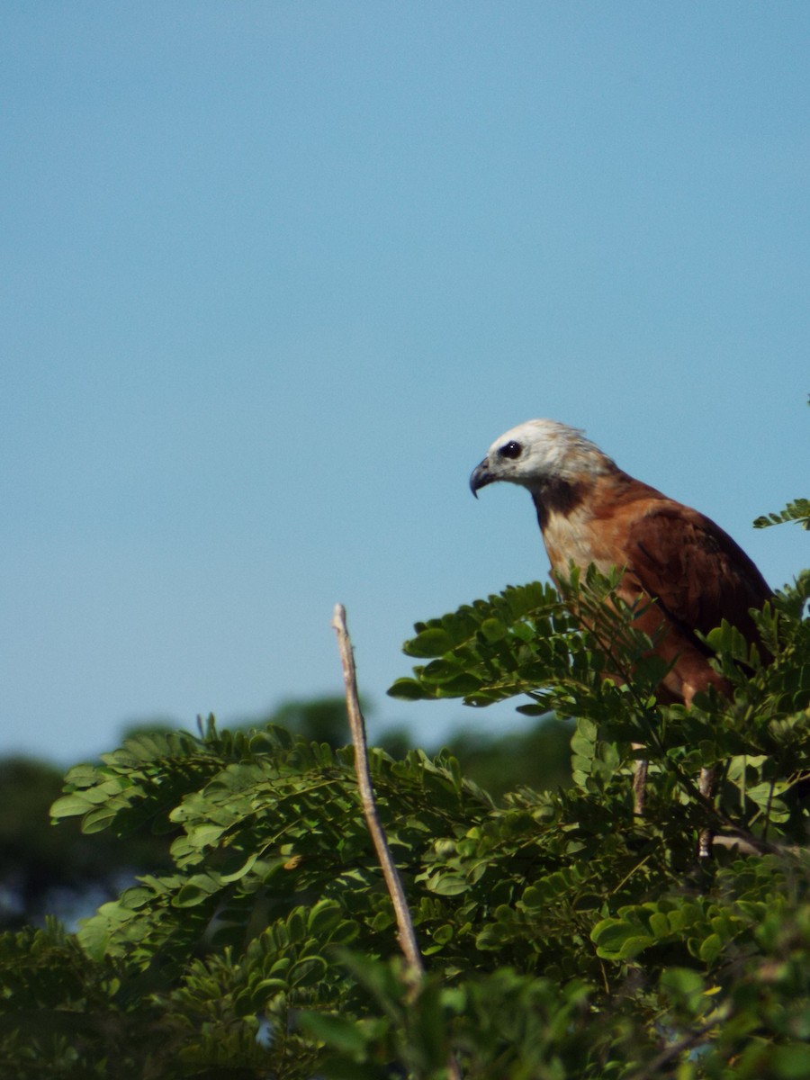 Black-collared Hawk - ML641668285