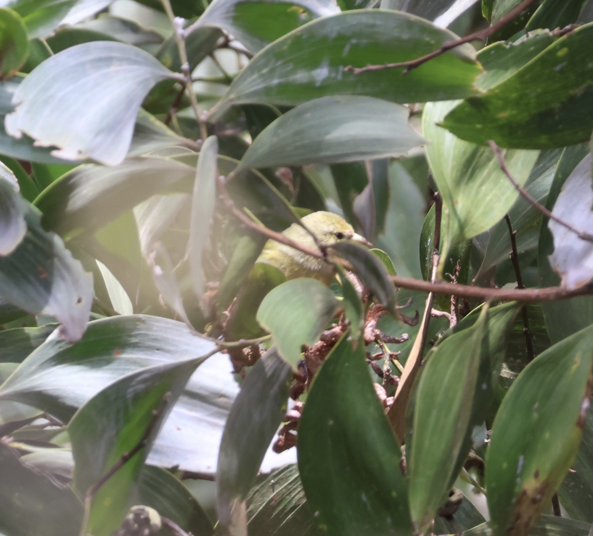 Hawaii-Akepakleidervogel - ML641668309