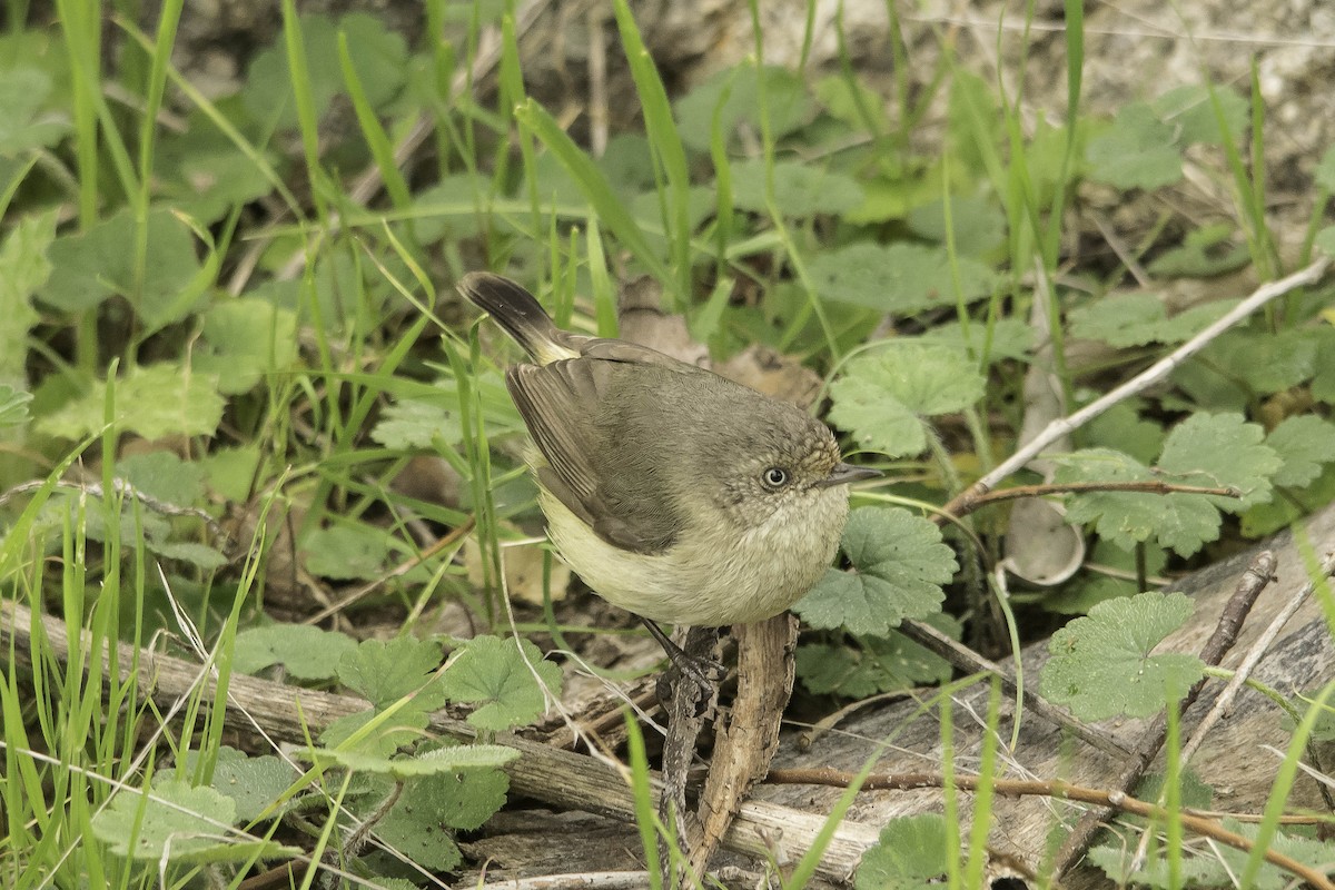 Buff-rumped Thornbill - ML64166831