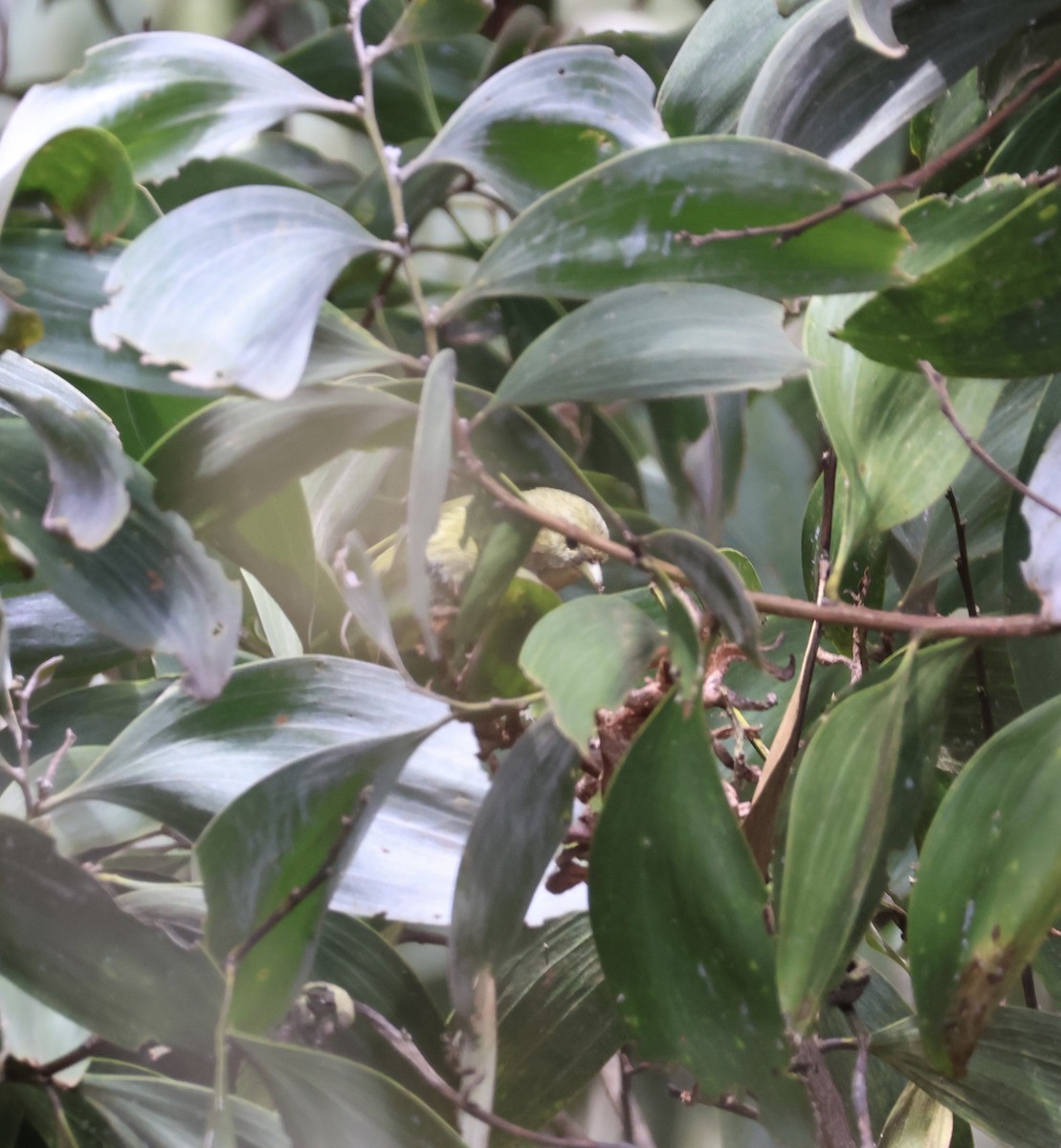 Hawaii-Akepakleidervogel - ML641668310