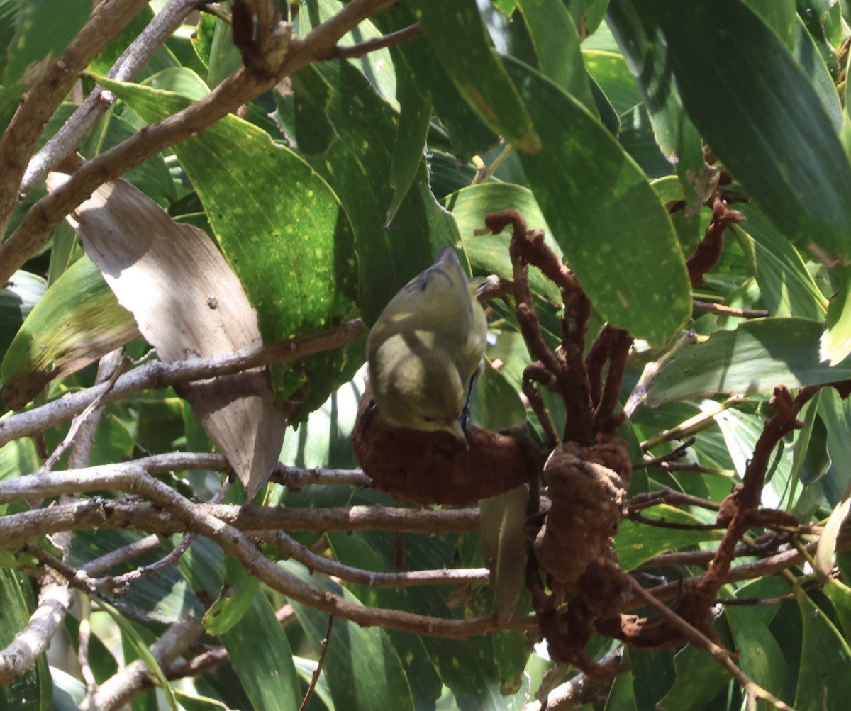Hawaii-Akepakleidervogel - ML641668311