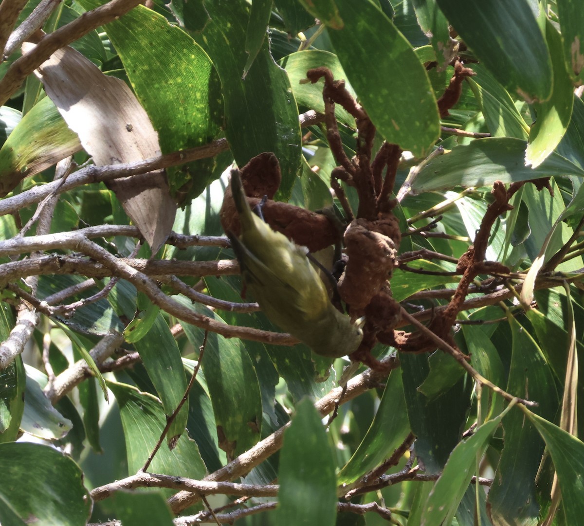 Hawaii-Akepakleidervogel - ML641668312