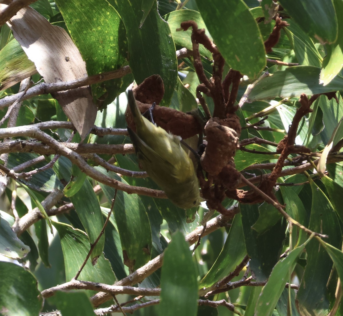 Hawaii-Akepakleidervogel - ML641668313