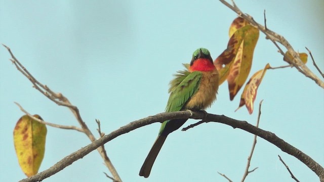 Red-throated Bee-eater - ML641668345