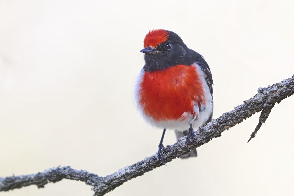 Red-capped Robin - ML641668349