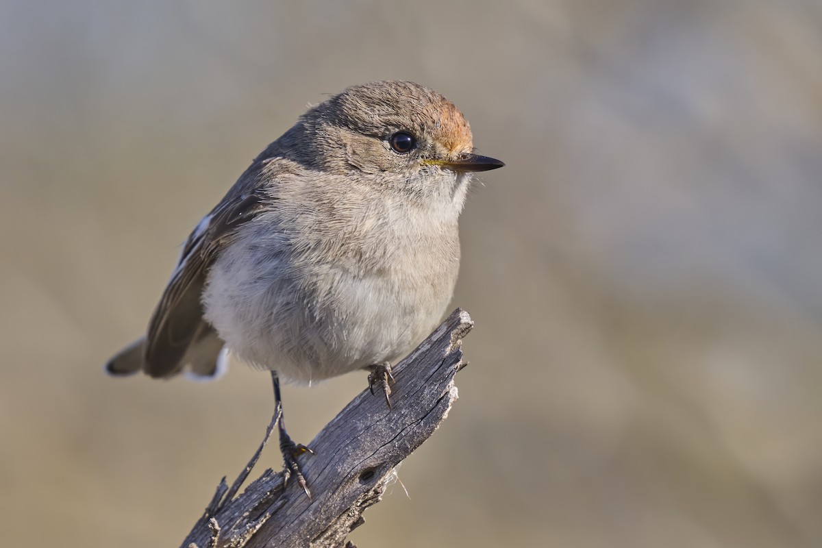 Red-capped Robin - ML641668364
