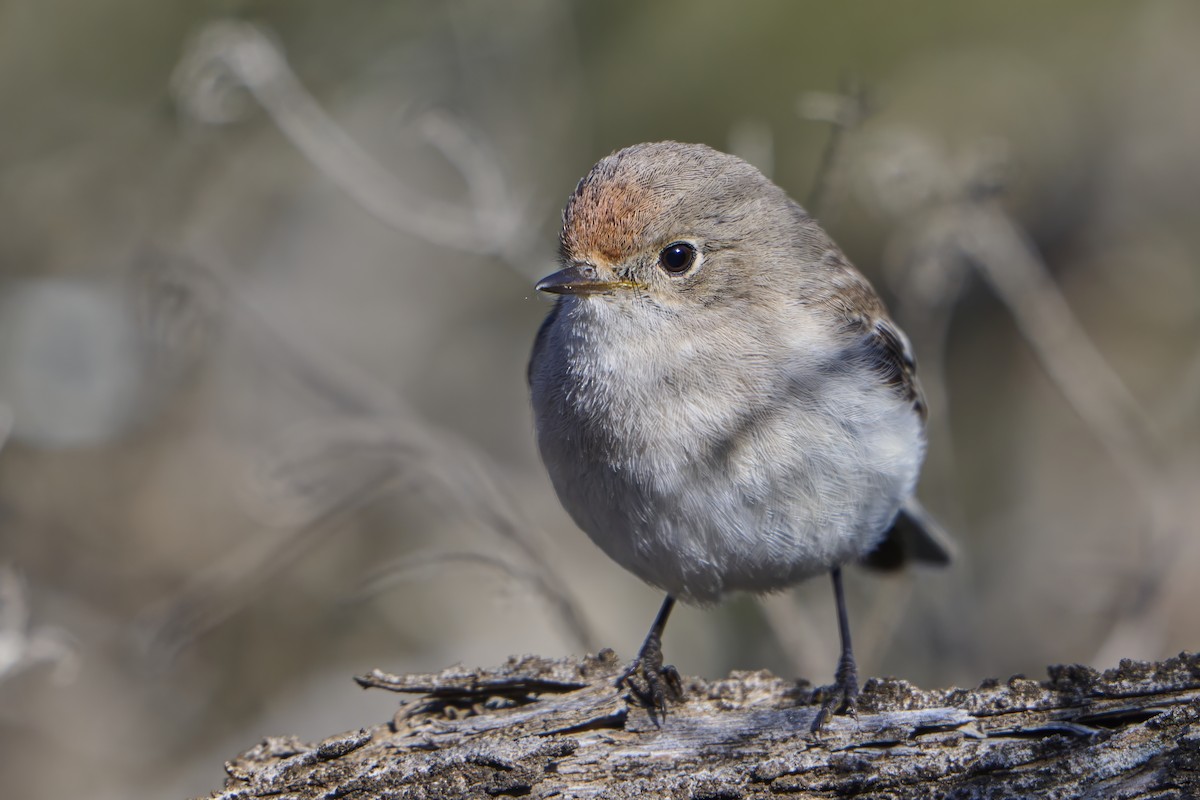 Red-capped Robin - ML641668365