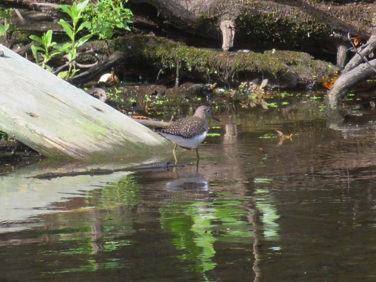 Solitary Sandpiper - ML641668415