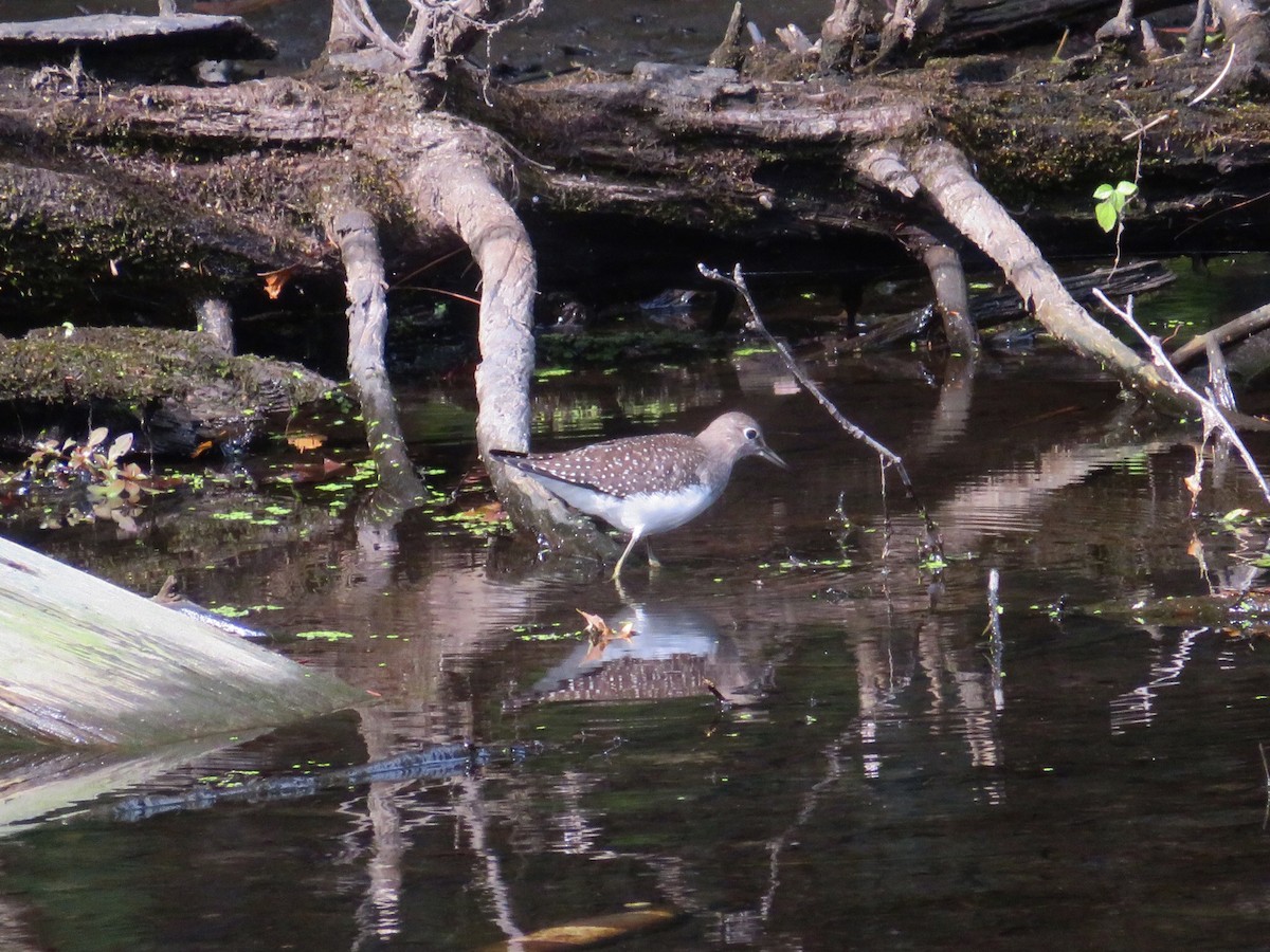 Solitary Sandpiper - ML641668416