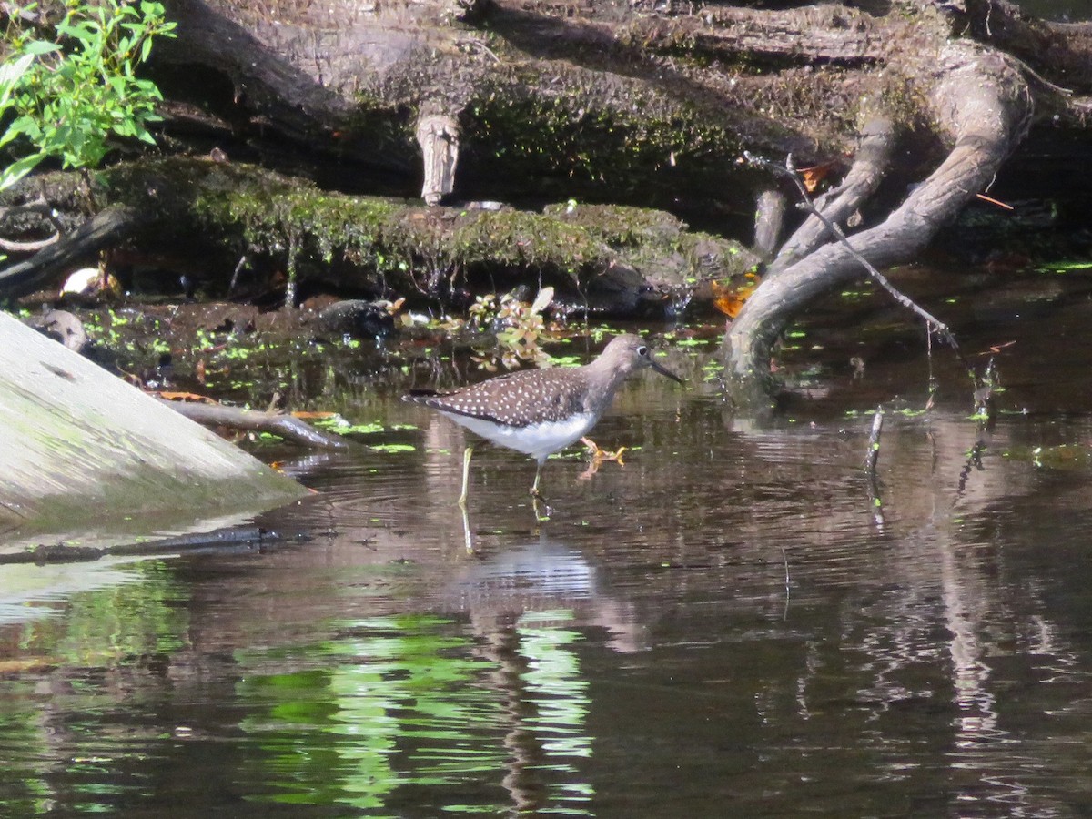 Solitary Sandpiper - ML641668426