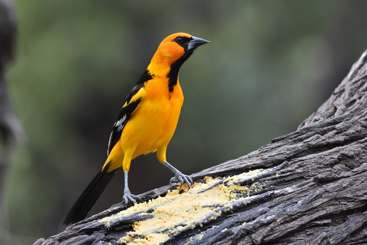 Altamira Oriole - ML641668445