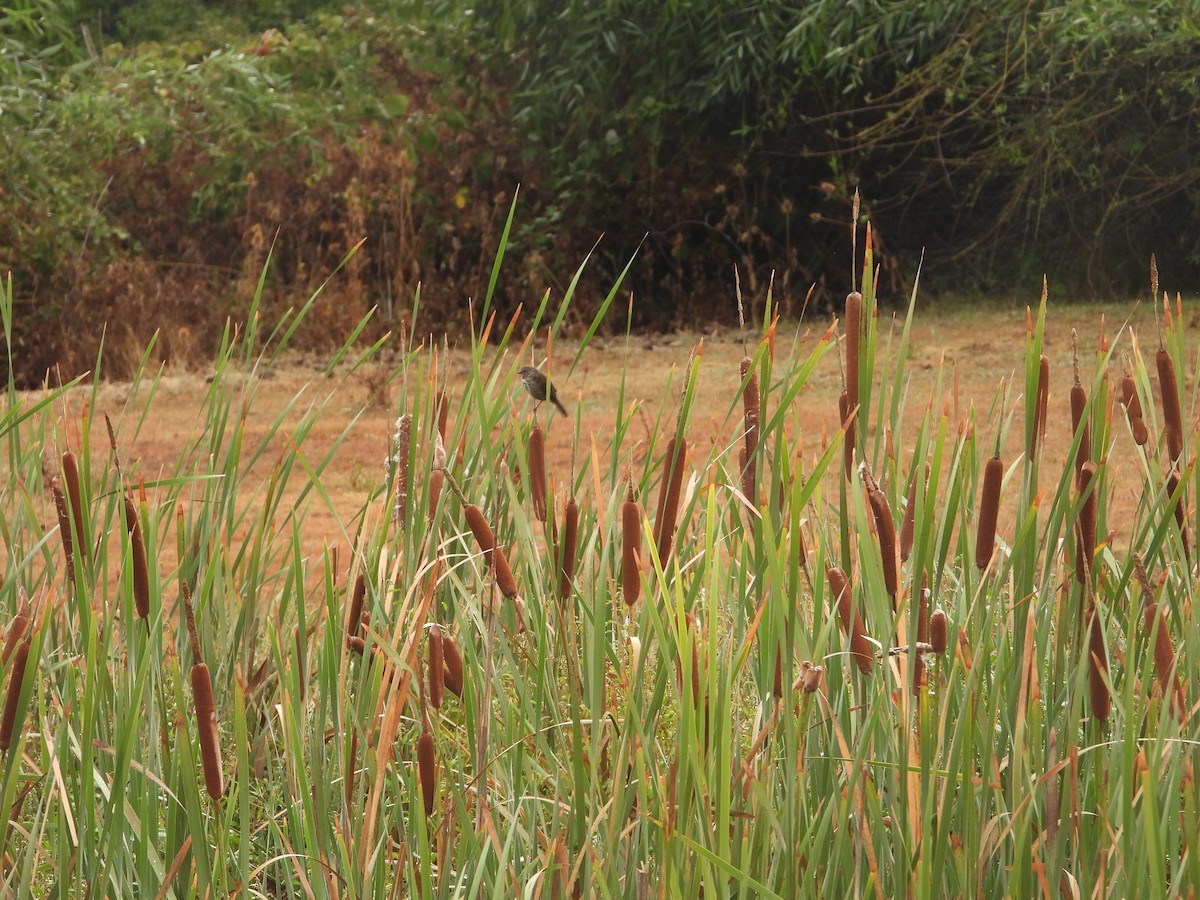 Song Sparrow - ML641668462
