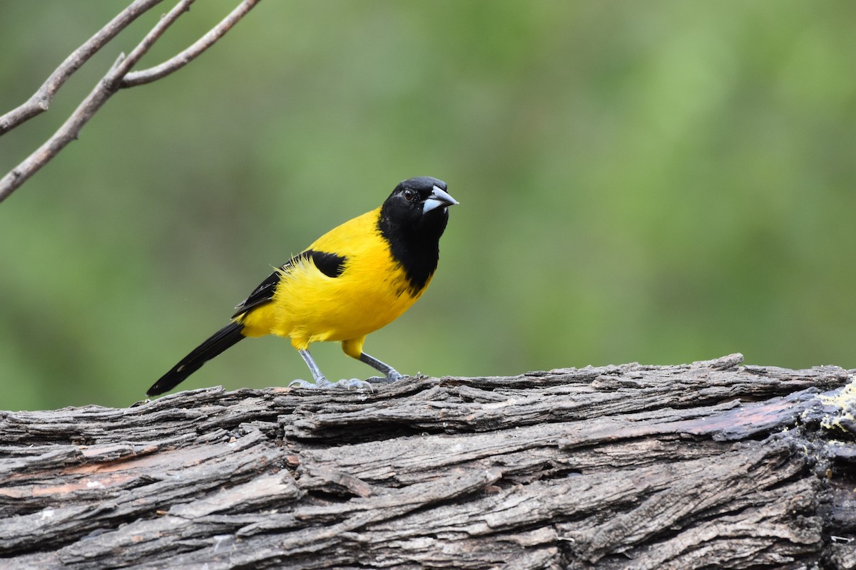 Audubon's Oriole - ML641668490