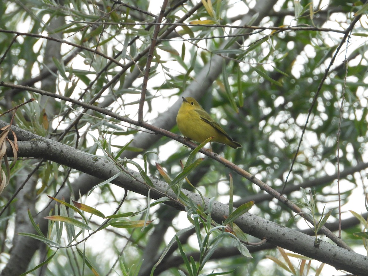 Yellow Warbler - ML641668493