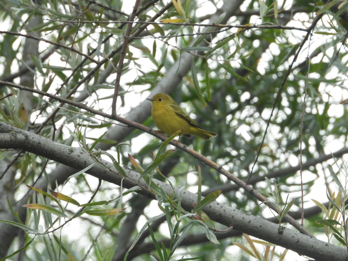 Yellow Warbler - ML641668494