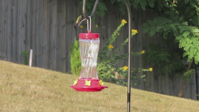 Ruby-throated Hummingbird - ML641668506