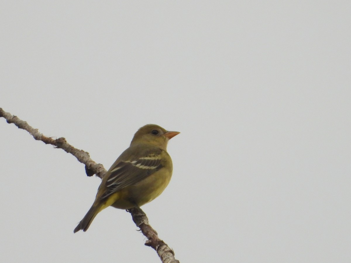Western Tanager - ML641668516