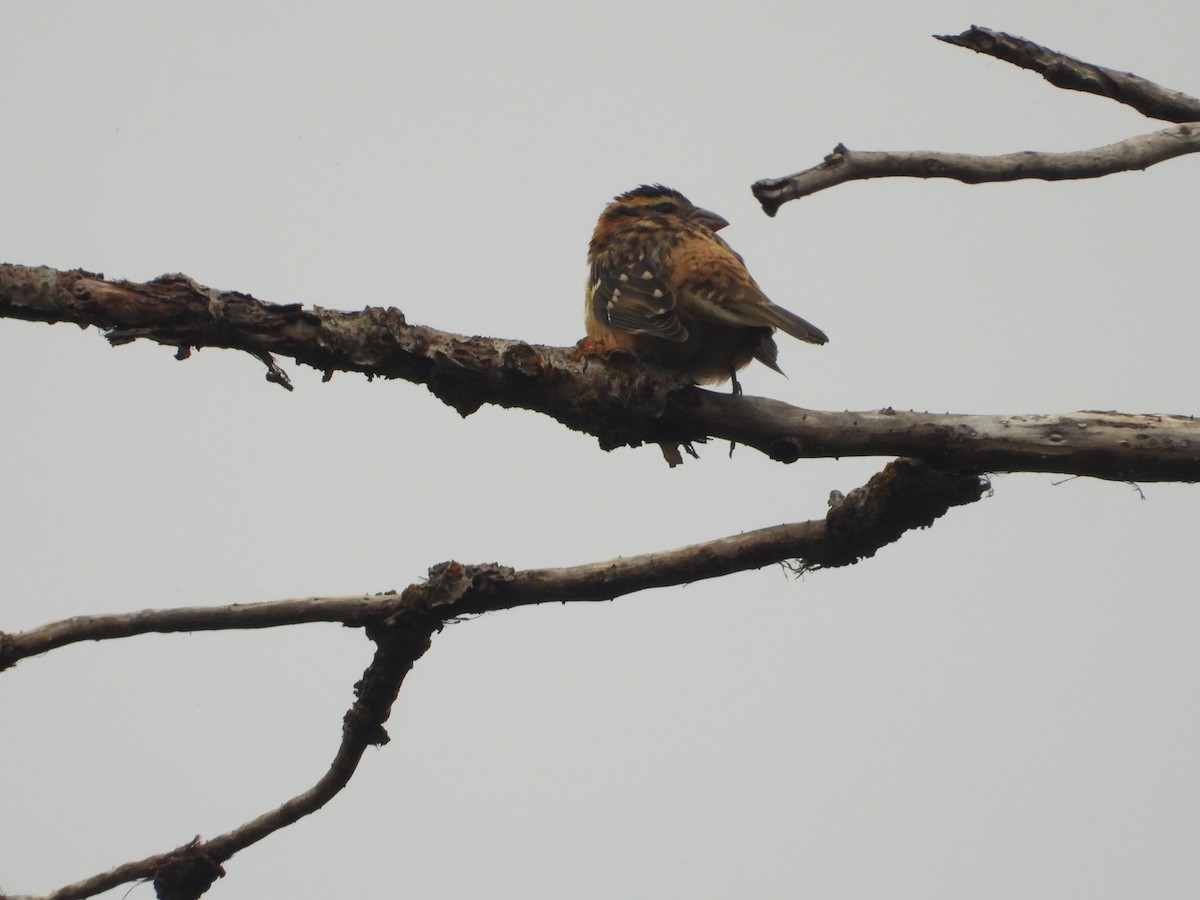 Black-headed Grosbeak - ML641668538