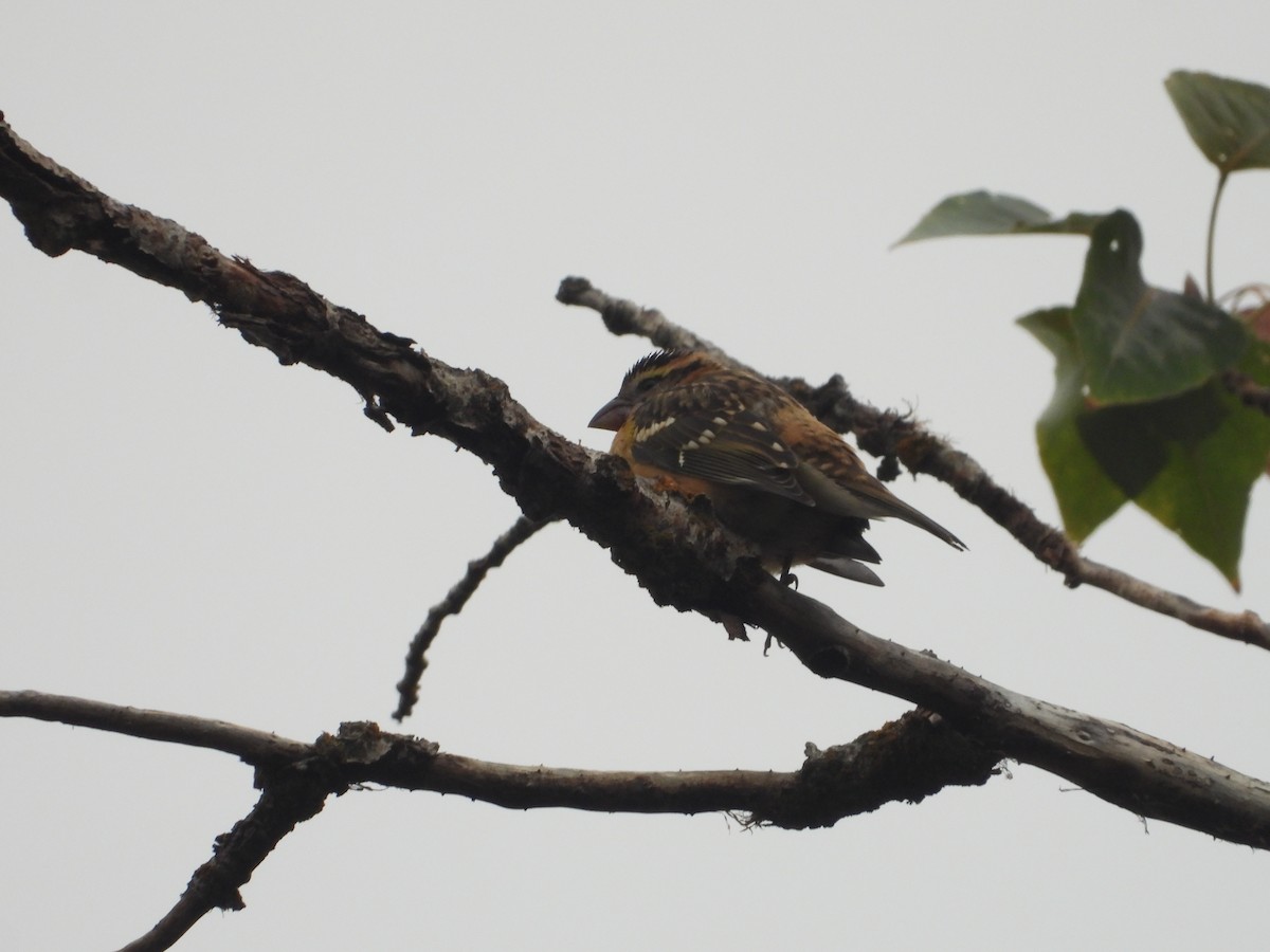 Black-headed Grosbeak - ML641668539