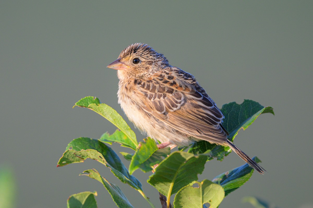 Grasshopper Sparrow - ML641668553