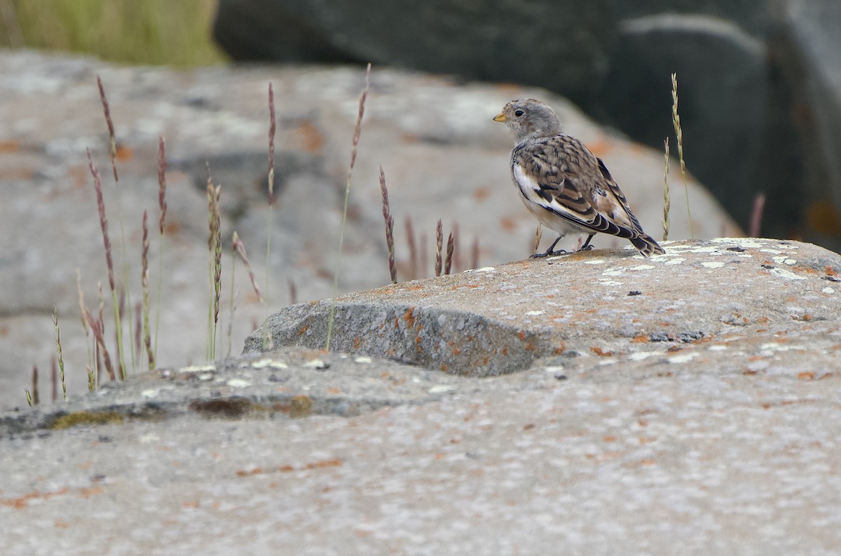 Цасч хөмрөг - ML641668561