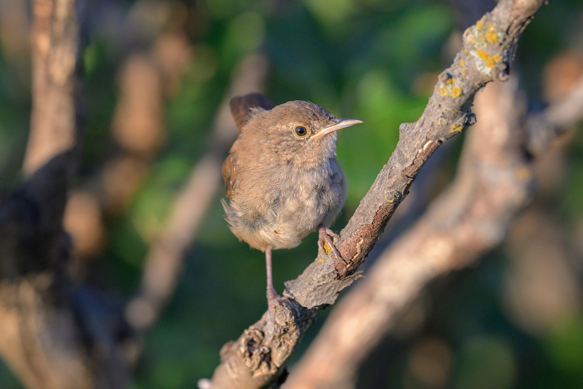 Northern House Wren - ML641668563