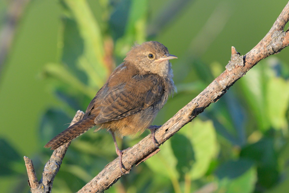 Northern House Wren - ML641668564