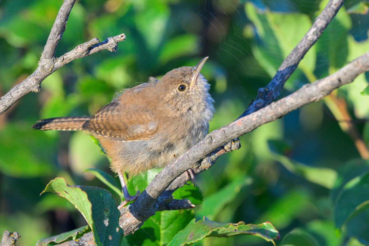Northern House Wren - ML641668565