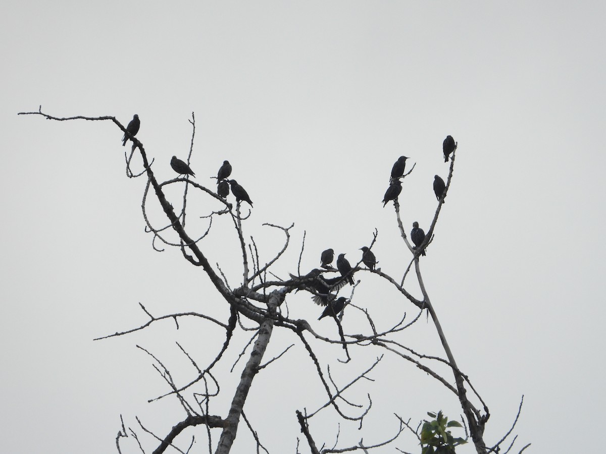European Starling - ML641668576