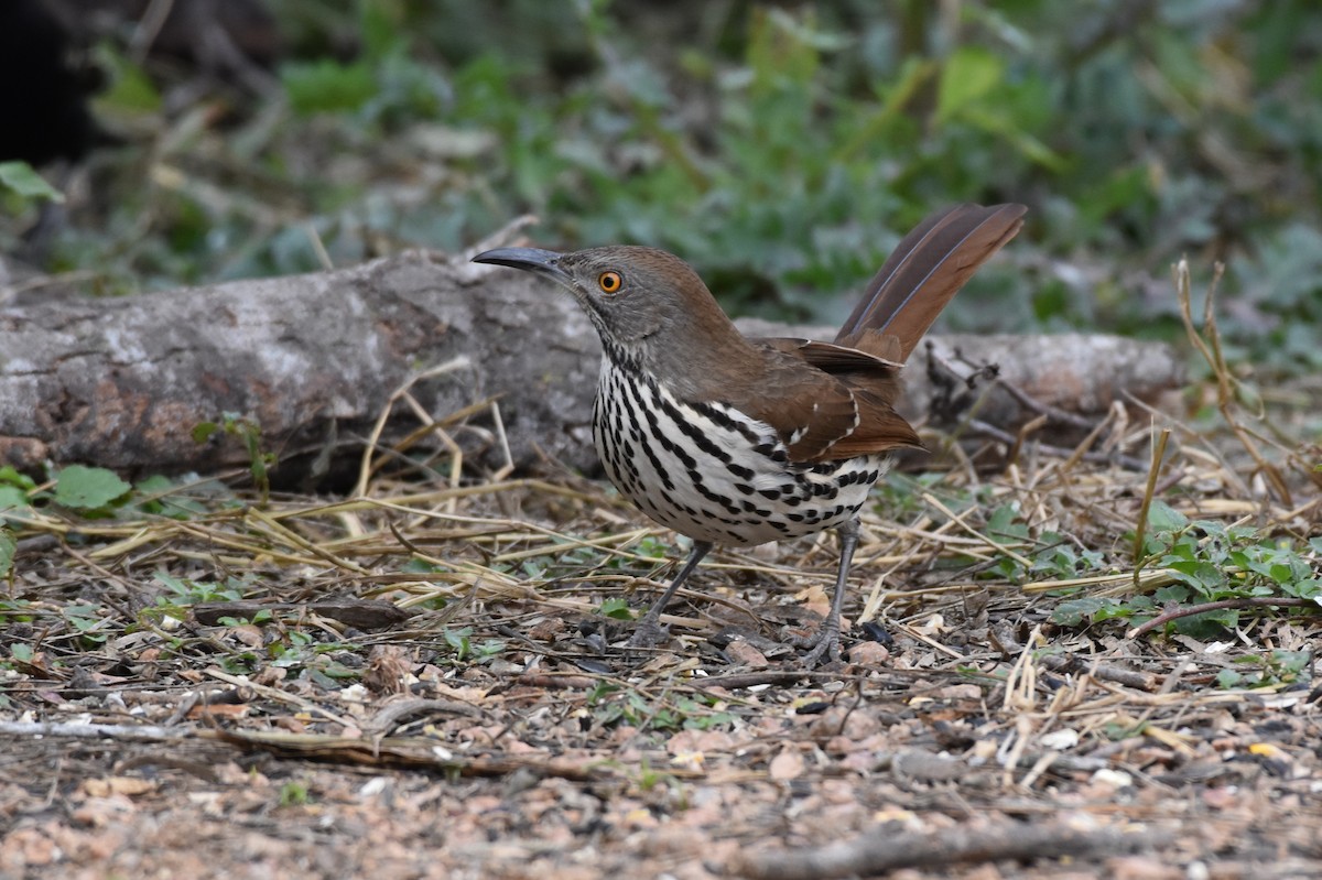 Long-billed Thrasher - ML641668577