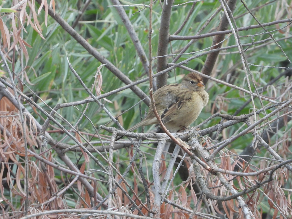 White-crowned Sparrow - ML641668585