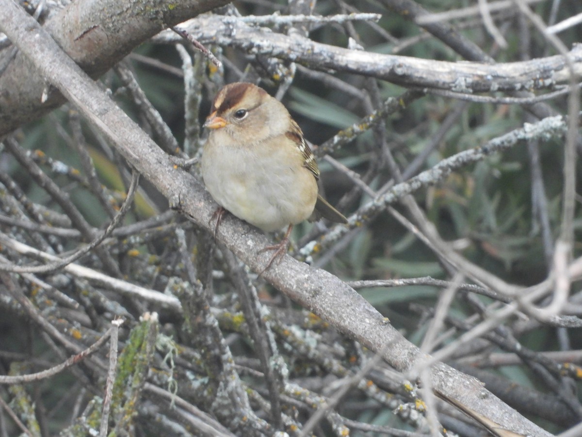 White-crowned Sparrow - ML641668586