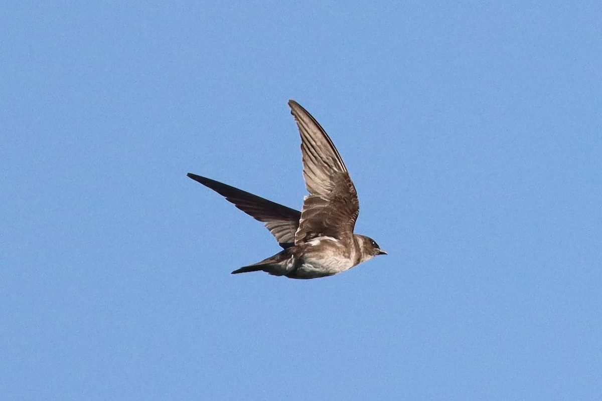 Purple Martin - ML641668595