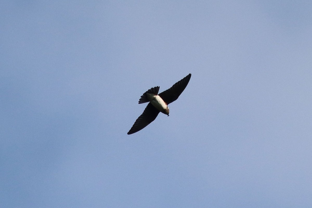 Purple Martin - ML641668596