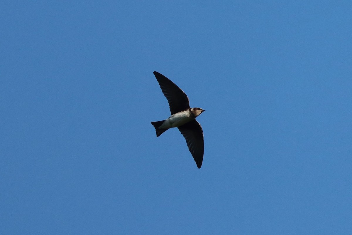 Purple Martin - ML641668597
