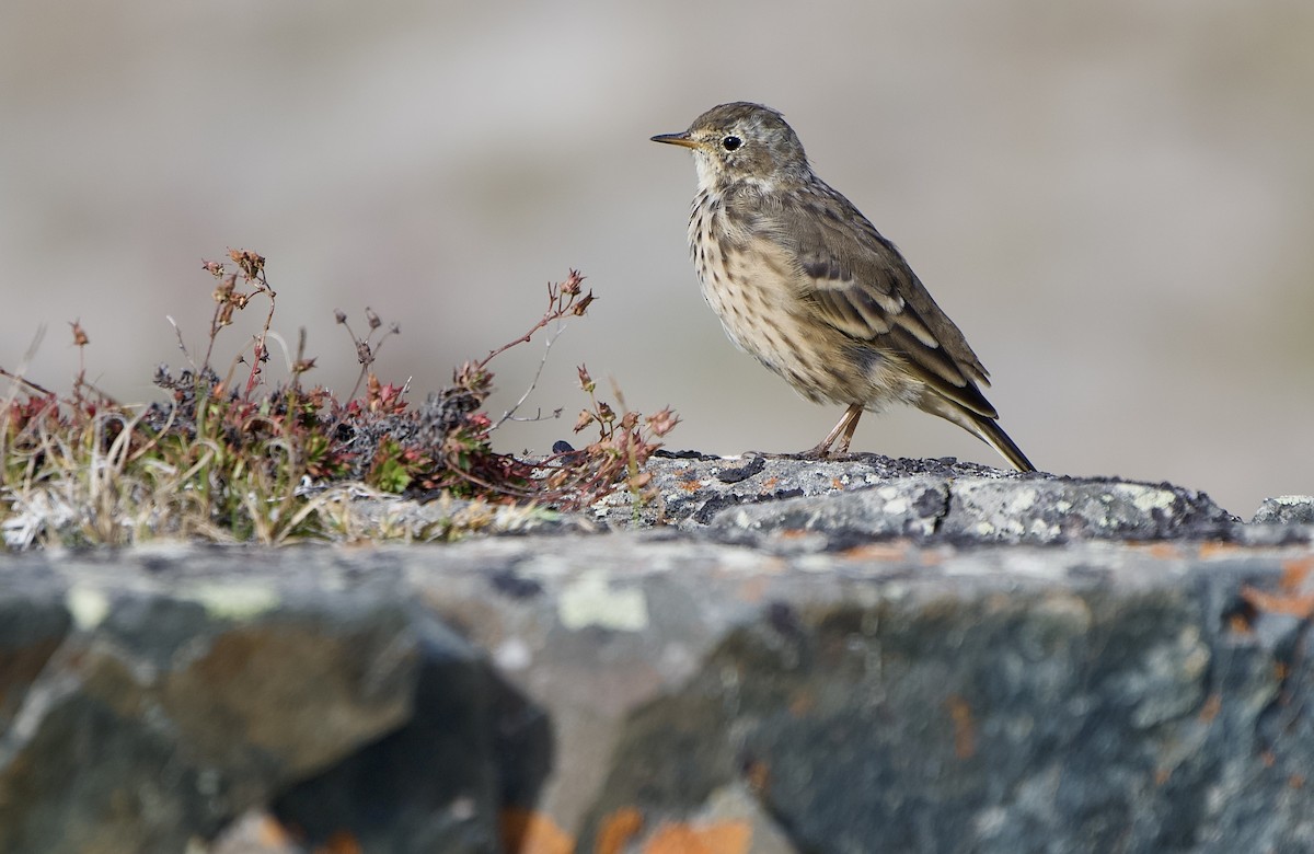 American Pipit - ML641668599