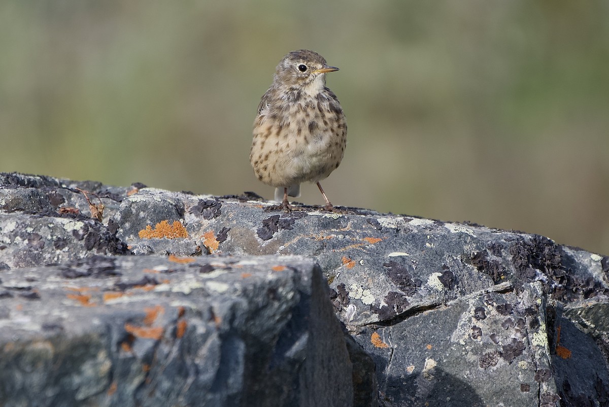 American Pipit - ML641668600