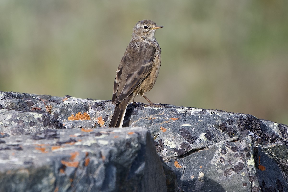 American Pipit - ML641668601