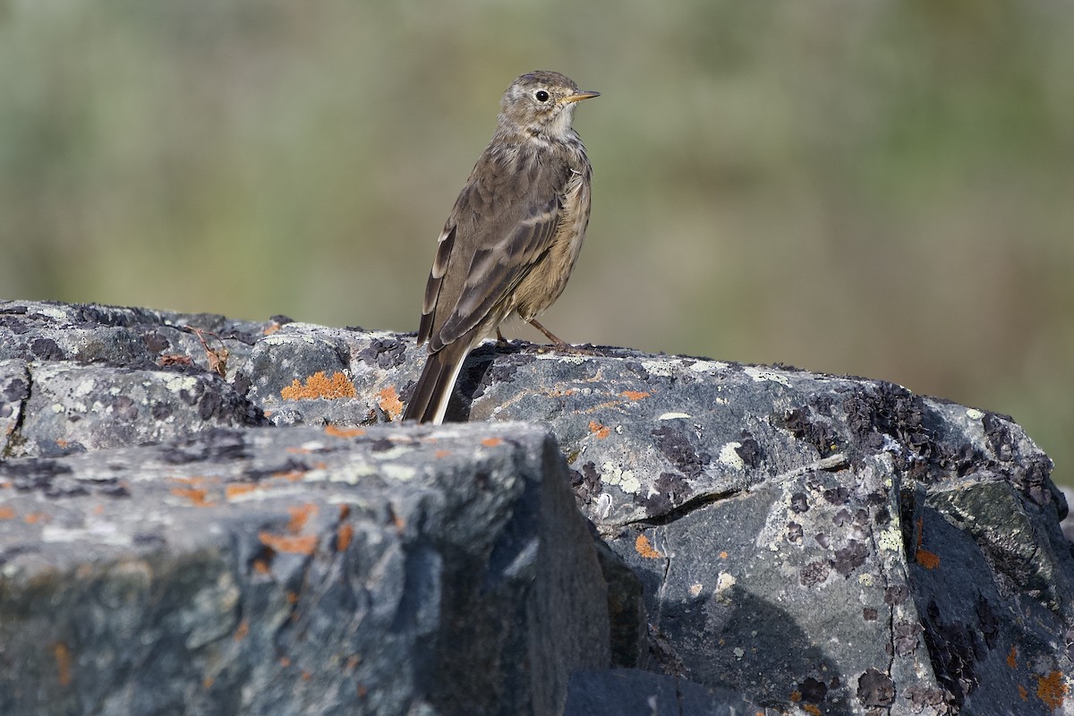American Pipit - ML641668602