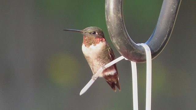 Ruby-throated Hummingbird - ML641668605