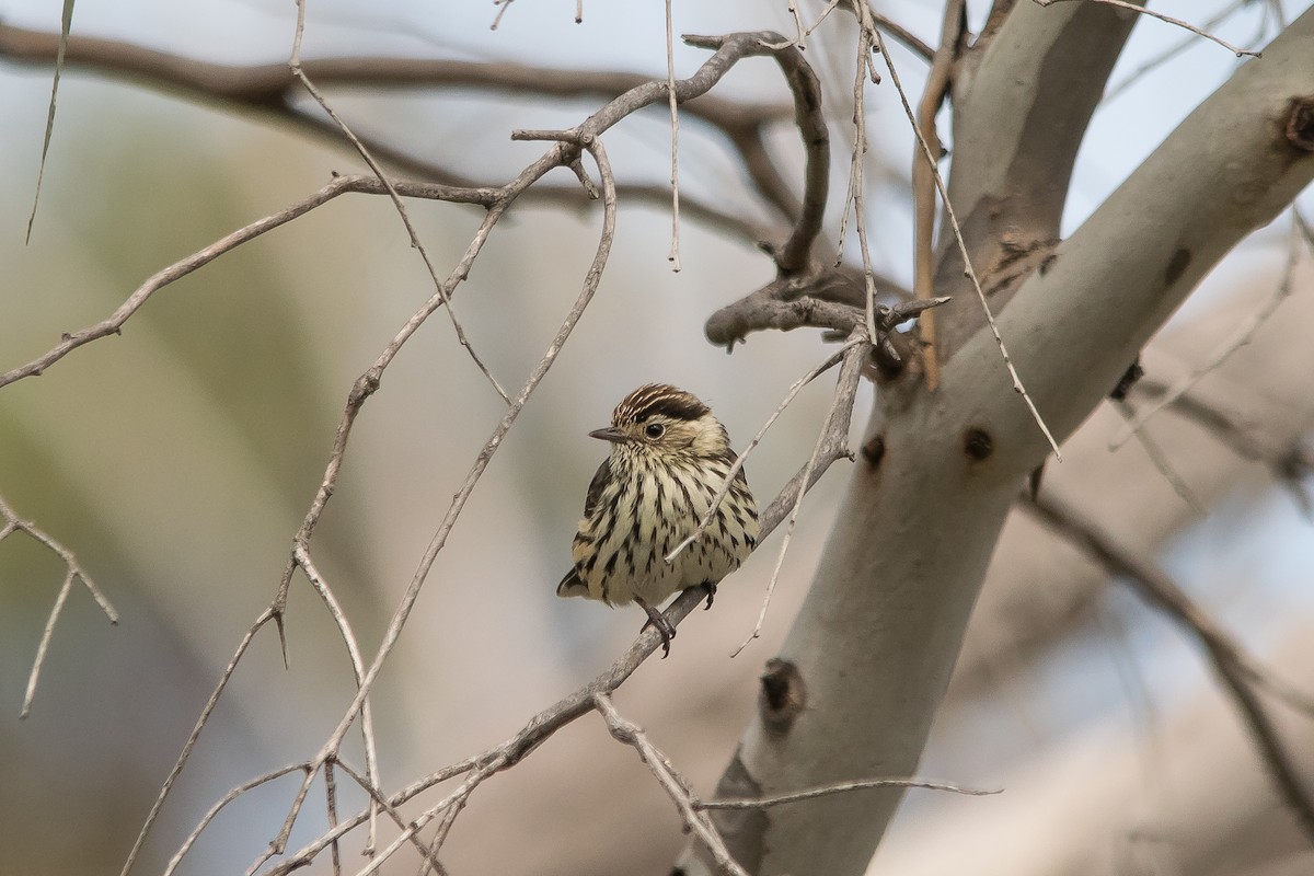 Speckled Warbler - ML64166861