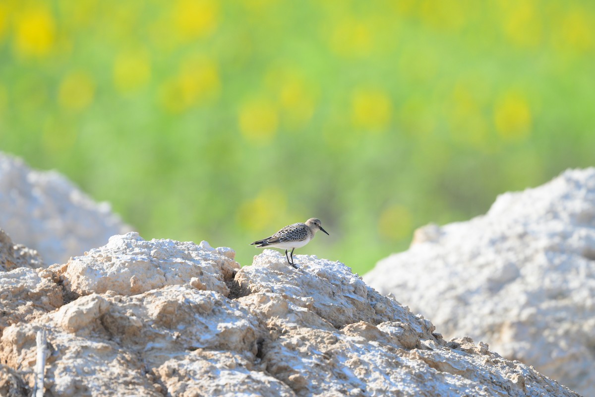 Baird's Sandpiper - ML641668635