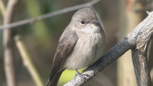 Swamp Flycatcher - ML641668652